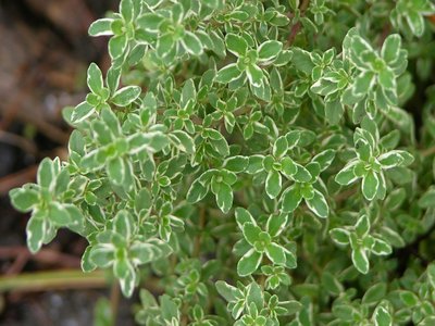 Variegated Thyme