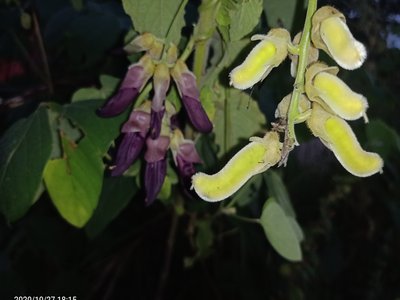 Velvet Bean