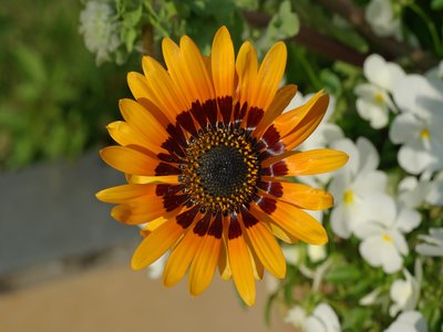 Venidium