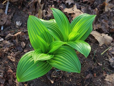 Veratrum