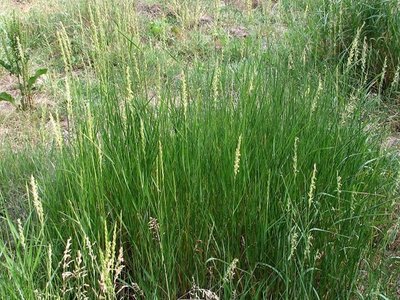 Vernal Grass