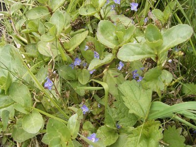 Veronica Beccabunga