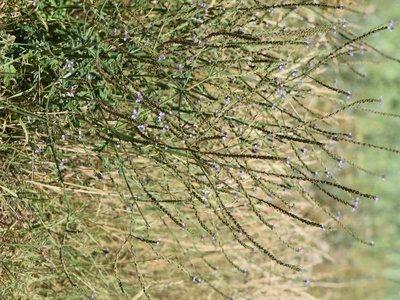 Vervain Herb