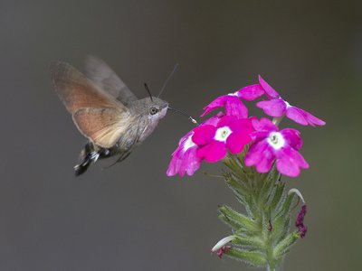 Vervain