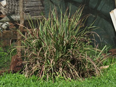 Verveine des Indes