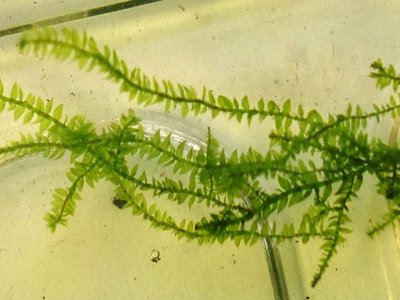 Vesicularia