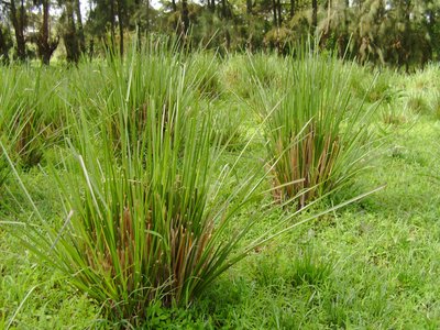Vetiver Grass