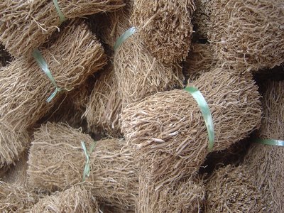 Vetiver