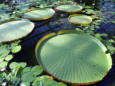 Victoria Regia