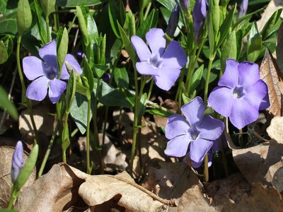 Vinca Minor