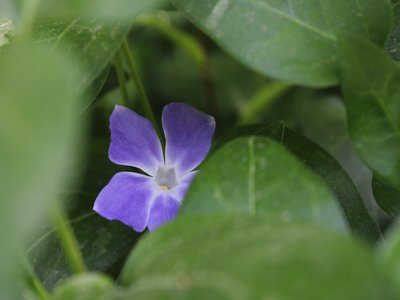 Vinca