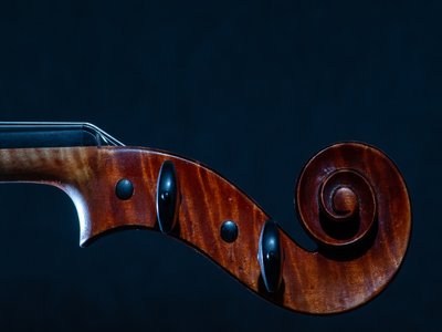 Viola