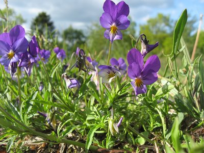 Viola Tricolor