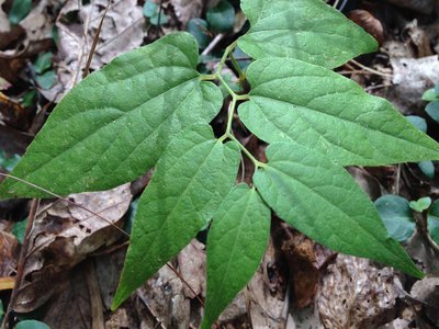 Virginia Snakeroot