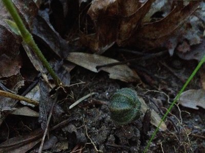 Virginian Snakeroot