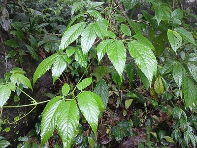 Vitaceae