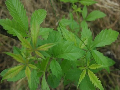Vitex