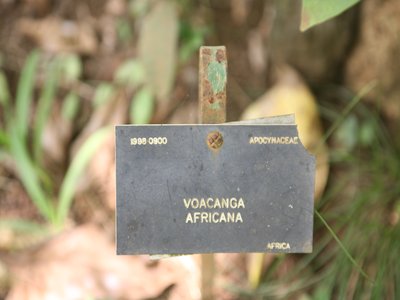 Voacanga
