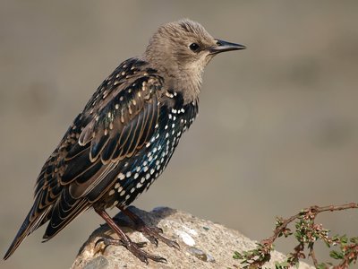 Vulgaris