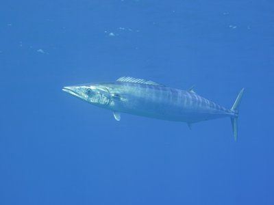 Wahoo