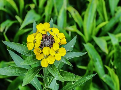 Wallflower