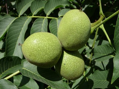 Walnut