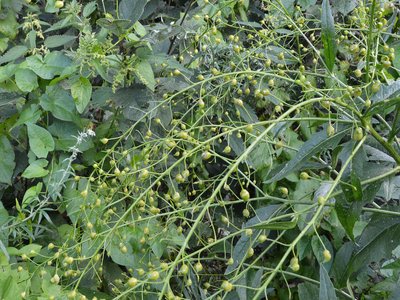 Warty Cabbage