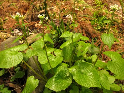 Wasabi