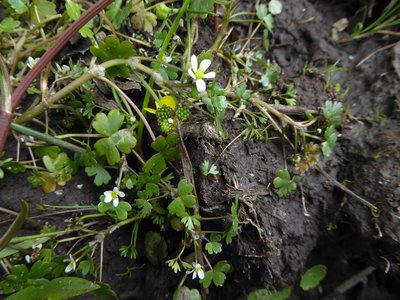 Water Crowfoot