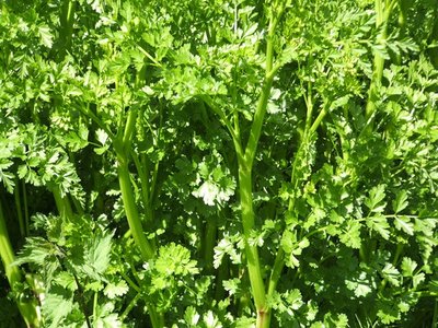 Water Dropwort