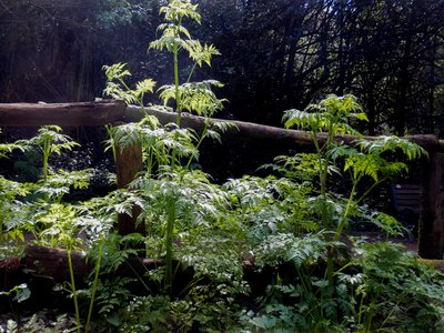 Water Hemlock