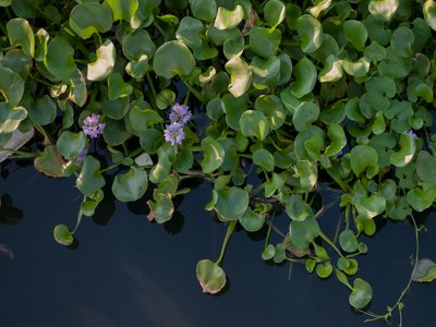 Water Hyacinth