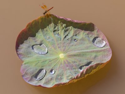 Water Leaf