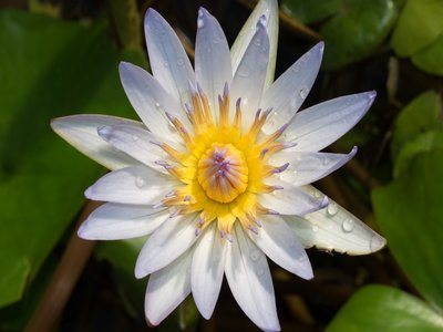 Water Lily