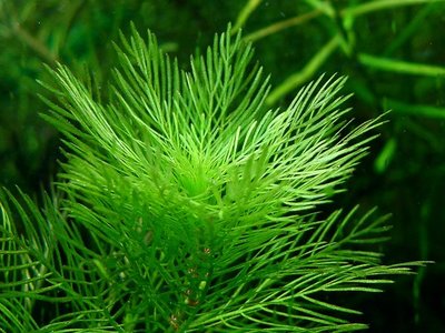 Water Milfoil