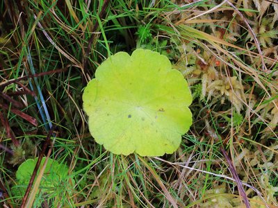 Water Pennywort