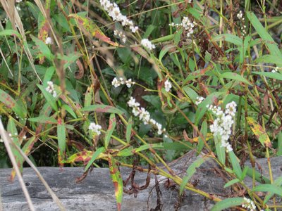 Water Persicaria