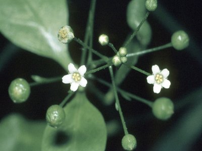 Water Pimpernel