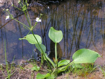 Water Plantain