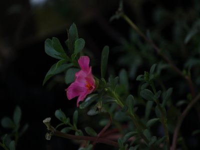 Water Purslane