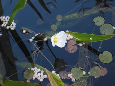 Water Soldier