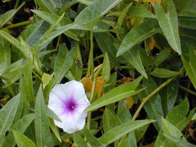 Water Spinach
