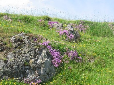 Water Thyme