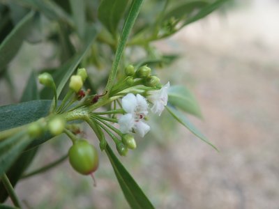 Waterbush