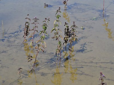 Watermint
