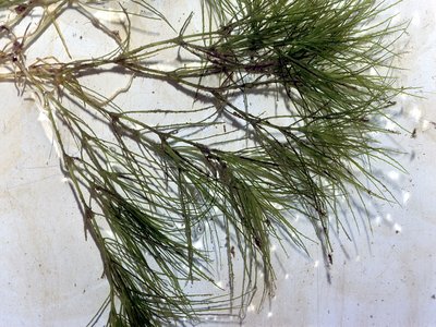 Waternymph