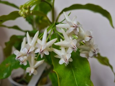 Waxflower
