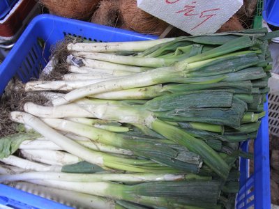 Welsh Onion