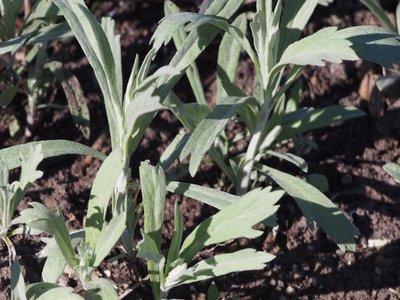 Western Mugwort