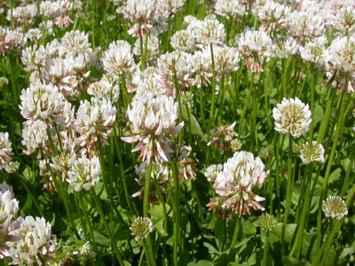 White Clover